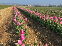 Beaune - Le champ de tulipes ouvre ses portes dès cet après-midi pour célébrer le printemps