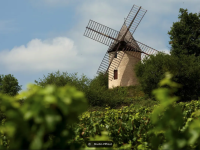 Santenay – Le moulin Sorine ouvre ses portes au cœur des vignes