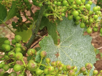 La grêle douche les espoirs du vignoble de la côte de Beaune, "les raisins étaient magnifiques"