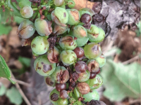 Les vignerons dévastés après l'orage de grêle à Dijon, des dizaines d'hectares endommagés : "un spectacle catastrophique... c'est accablant"