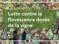 Flavescence dorée 2025 : les observations du public prises en compte
