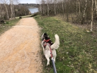 Promenades en forêt : vous êtes obligé de tenir votre chien en laisse jusqu’au 30 juin