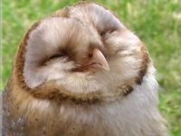 Les Chouettes du Cœur poursuivent leur mission de transmission pour faire durer la “chouette thérapie”