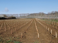 Côte-d’Or – Jusqu’à 4 °C supplémentaires d’ici 2100 : le Département prépare ses forêts, ses vignes et son agriculture au changement climatique