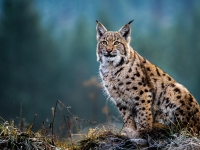Un Lynx remis en liberté dans le Massif des Vosges: retour à la nature pour une jeune femelle soignée durant l’hiver dernier