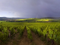 Saint-Vincent Tournante des Maranges 2026 - A 100 jours, la ferveur monte dans les villages
