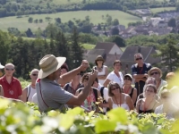 OeNolay Tours 2025 : chaque samedi, vivez la vigne au rythme du vigneron