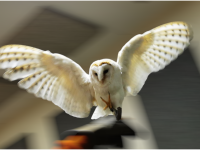 Dijon - Les Chouettes du Cœur : Une bulle de bien-être pour les enfants hospitalisés au CHU 