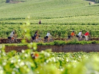 Beaune - L’Hôtel-Dieu dévoile un programme d’avril riche et inédit : patrimoine, vélo et gastronomie