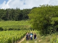 Entre vignes et gourmandises, “La Téméraire” revient pour une 2e édition solidaire en Côte-d’Or