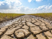 Côte-d'Or - Une cellule départementale sécheresse pour aider et soutenir les agriculteurs à faire face à la crise