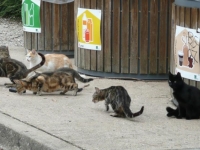 Chadaba, l'association qui recueille les chats abandonnés de l'aire de Beaune