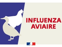 INFLUENZA AVIAIRE - Un premier cas détecté dans un élevage de volailles en Côte-d’Or 