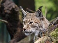 Quatre lynx relâchés dans le massif du Jura : retour à la nature pour trois femelles et un mâle sauvés à l’hiver 2024