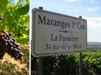 En marge de la Saint-Vincent Tournante 2026, les Maranges dévoilent un nouveau sentier pour explorer le vignoble pas à pas