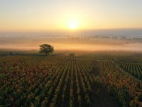 Beaune et Côte de Nuits – « Vignobles en Scène » : trois jours pour découvrir les Climats de Bourgogne autrement