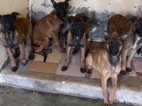 SOS : cinq chiots malinois abandonnés