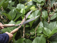 Ces 8 plantes qu'il vous faudra tailler dès l'automne !