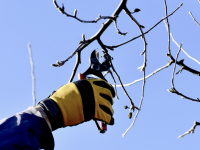 Ces 10 plantes qu'il ne faut surtout pas tailler en hiver !