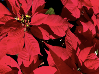 On adore l'Etoile de Noël ou Poinsettia ... mais trop souvent leur espérance de vie est réduite