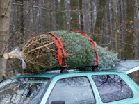 Peut-on laisser son sapin dans la forêt après Noël ? Ce que dit la loi en 2026 et ce que vous risquez vraiment