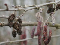 ALLERGIES - Le pollen d'aulne entre en scène 