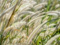 ALLERGIES - Ca se calme du côté des graminées !