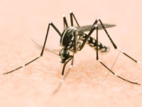 Un premier cas de chikungunya autochtone détecté en Bourgogne- Franche-Comté
