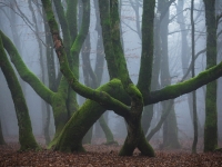 Jour de Forêt c'est le samedi 23 septembre à partir de 9h30