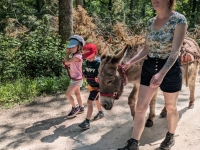 PRINTEMPS DE L'ÂNE 2026 : Un week-end national pour découvrir la randonnée avec un âne