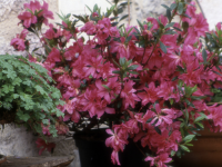 Très prisé sur les foires aux plantes, le bougainvillier doit être hiverné dans notre secteur 