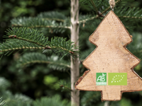 Quel sapin de Noël choisir pour respecter l'environnement ?