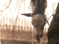les éleveurs de la Coordination rurale suspendent un veau mort devant la permanence de la ministre de l'Agriculture Annie Genevard
