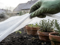 Faut-il arroser sous un voile d'hivernage en décembre ?