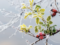 Que faire au jardin au mois de janvier ? 