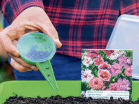 Au jardin, le moment des semis approche : voici dix gestes à faire en février