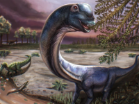 Un nouveau dinosaure géant, le nagatitan, identifié en Thaïlande