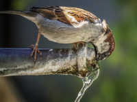  Épisode de chaleur : Ayez les bons gestes ! La Ligue de Protection des Oiseaux rappelle les consignes à respecter 