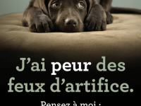 Les conseils de PETA pour un 14 juillet sans incident pour vos chiens et chats