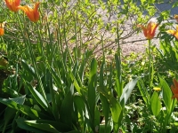 JARDINAGE - Tulipes... ne commettez-pas l'erreur fatale au printemps ! 