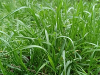 JARDINAGE - Laissez-donc votre pelouse sortir tranquillement de l'hiver ! 