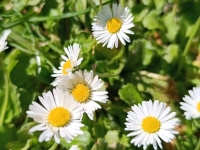 Nos pelouses regorgent d'un trésor... Pour les adeptes de l'Arnica.. on vous dit tout 