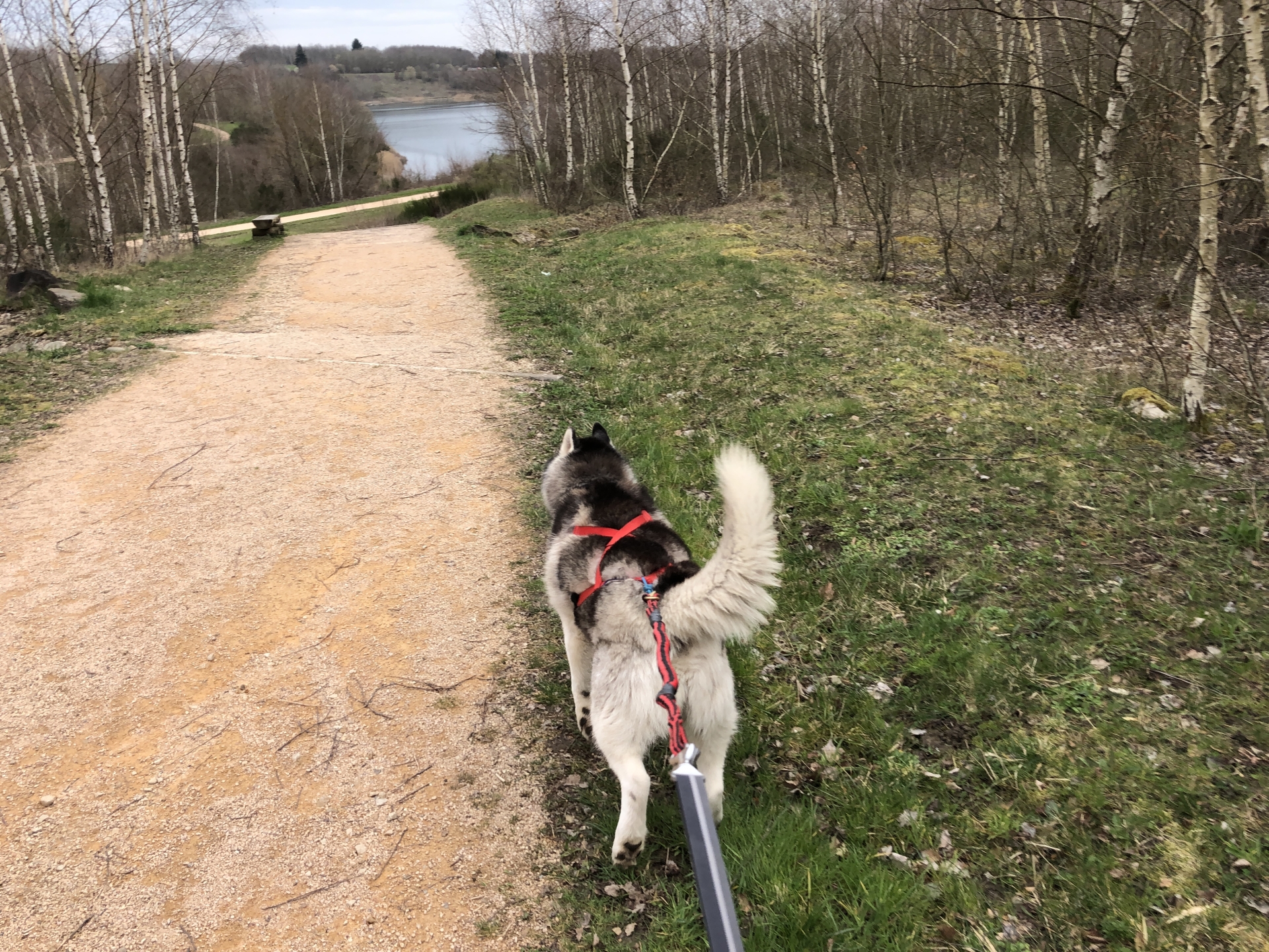 Sitemapcdatahttpsfoowindecoocomspa Beaune Chien A Adopternull