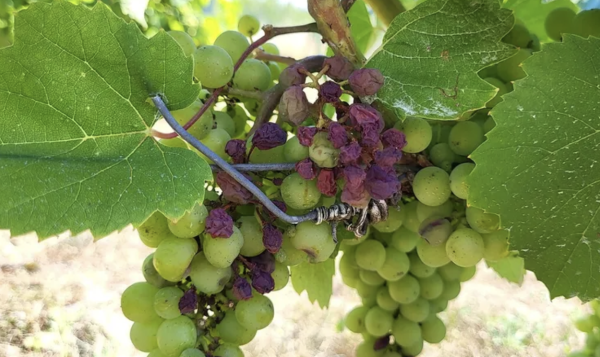 Sécheresse en Côte-d'Or : dans les vignes, tout va se jouer la semaine prochaine pour la CAVB