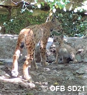 Première preuve de reproduction de Lynx en Côte-d’Or, espèce disparue de Bourgogne vraisemblablement vers le XVIIIe siècle