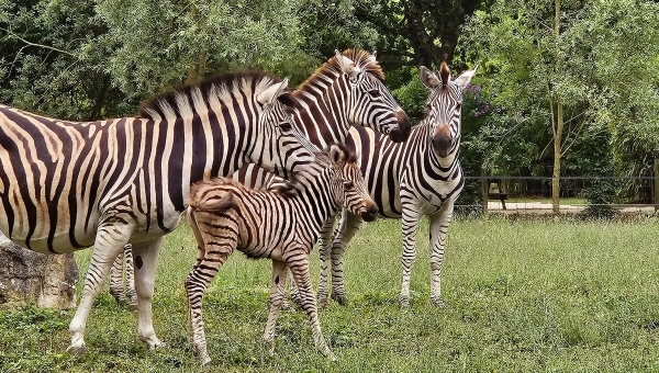 Zèbres, lémuriens, loriquets, porcs du Vietnam... de nombreuses naissances au zoo de l'Auxois en Côte-d'Or
