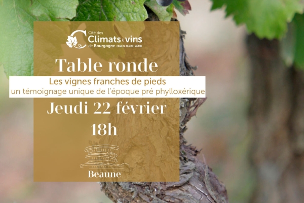 Beaune – À la découverte de la vigne franche de pied avec une table ronde à la Cité le jeudi 22 février