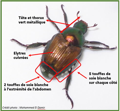 Côte-d’Or - Un scarabée japonais détecté à Pont, cet insecte ravageur placé sous haute surveillance