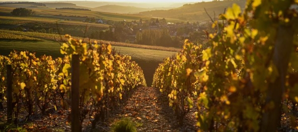 31e édition du Concours des Vins du Grand Auxerrois : rendez-vous à Auxerre