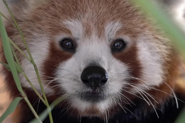 Découvrez Bao et Meï, les deux pandas roux qui viennent de faire leur arrivée au Parc de l'Auxois